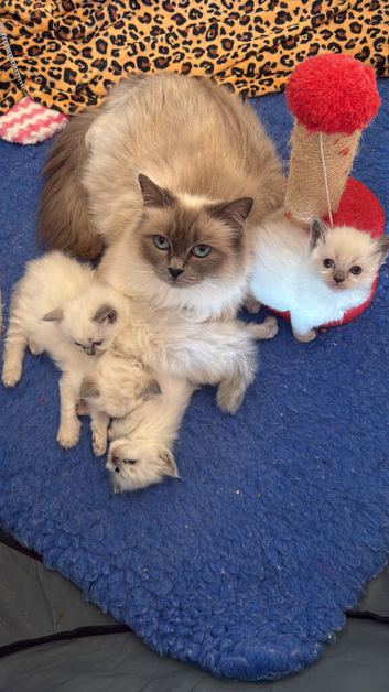 Adorable Ragdoll Kittens