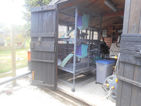 Ferret Cage