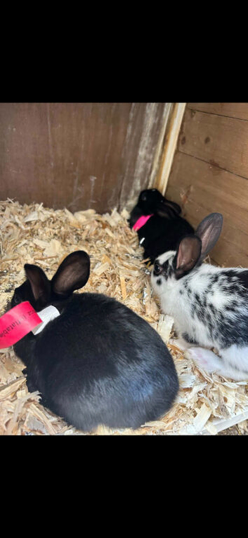 Baby english rabbits