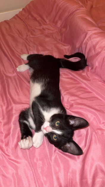 Make cat 6 months old
