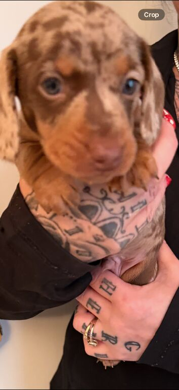 Beautiful dachshund puppies
