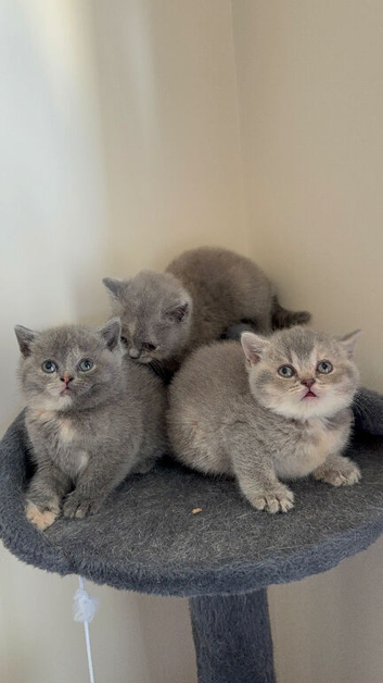 British shorthair hair