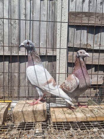 Racing pigeons for sale