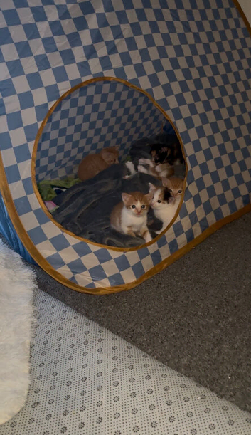 Adorable Ginger Kittens Ready for Loving Forever Homes