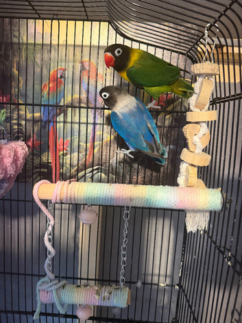 Hand-reared love birds