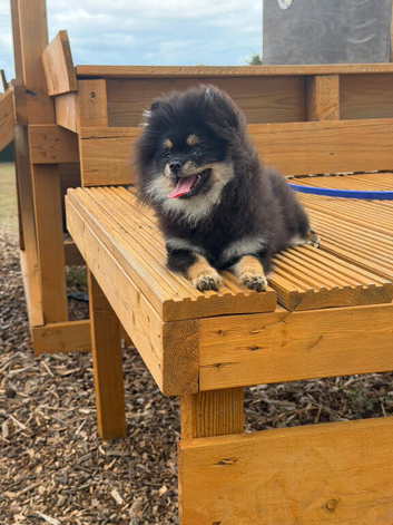 Russian Pomeranian
