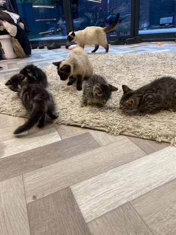 Ragdoll siamese kittens