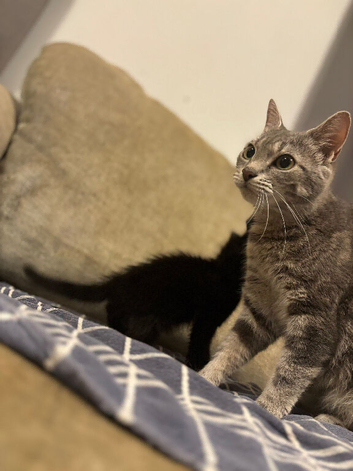 Grey tabby American shorthair