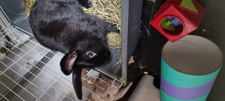 2 rabbits looking for new home