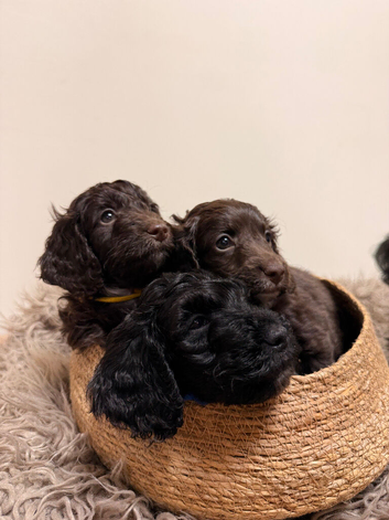 Cockapoo Puppies