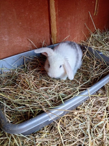 2 x baby rabbits