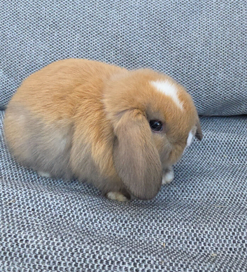 Mini Lop Babies