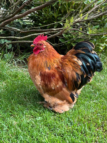 3x Bantam Cockerels