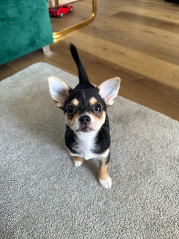 1 LEFT ! Beautiful Chihuahua Boys Available for Reservation