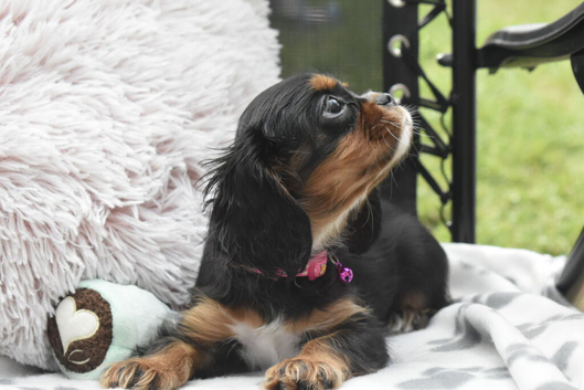 Fully Health Tested KC Cavalier King Charles Spaniel Puppies