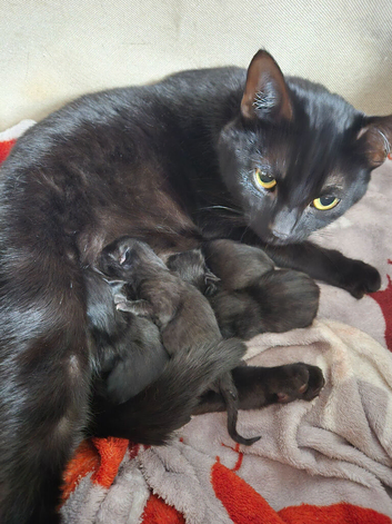 2 female kittens