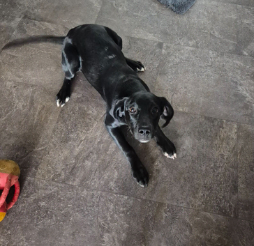 6 month lab puppy