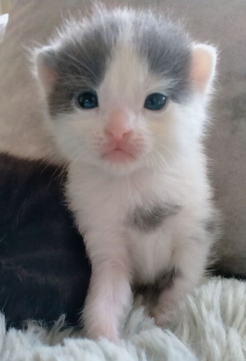Light grey /white tortoise shell female kitten