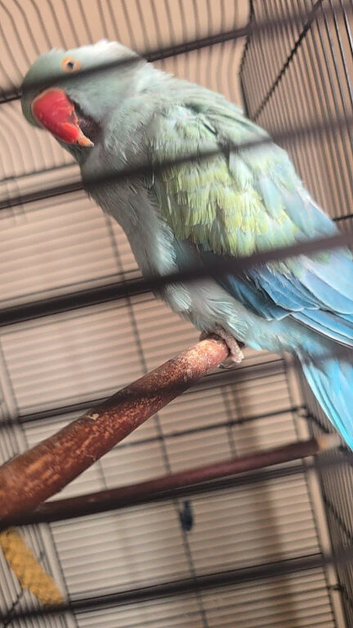Indian ring neck blue, semi tame comes with cage, does talk