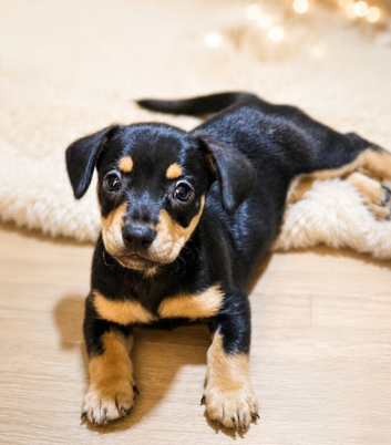 Frenchie x Miniature dachshund