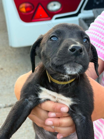 Bull X greyhound puppies 8 weeks