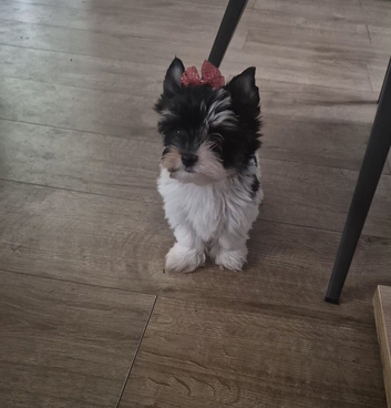 Beautiful girls Yorkshire terrier biewer