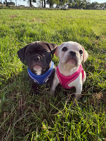 Frug puppies