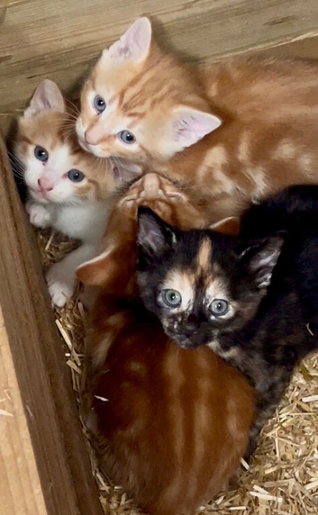 Gorgeous Farm Kittens!