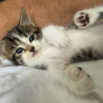 CUTE KITTENS AVAILABLE