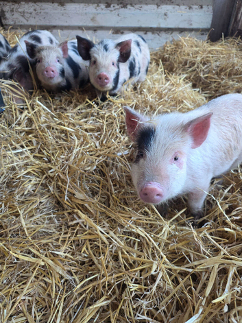 Mini piglets