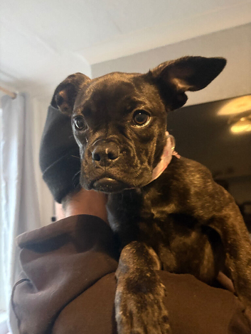 Frenchiexboxer
