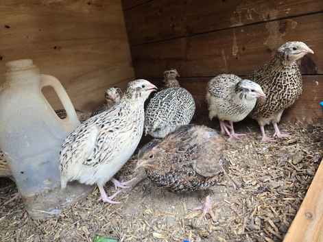 Quail