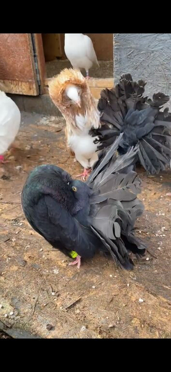 Pure black fantail male