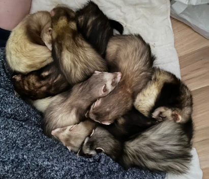 Part angora jill ferrets