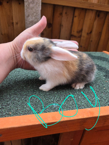Lop eared x lion head baby rabbits