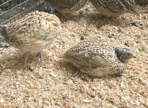 Trios of Coturnix & CPQ