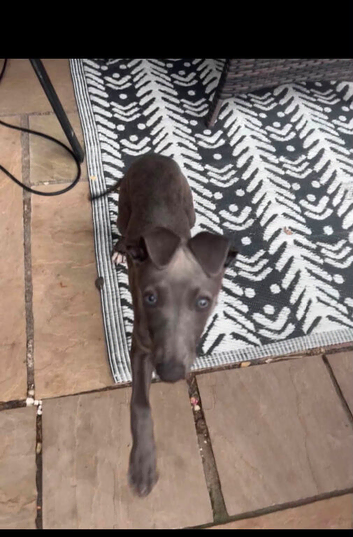 1 beautiful blue boy available for his forever home