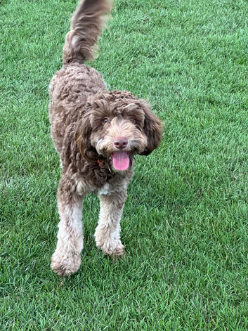 3 year old male labradoodle