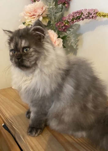 Pretty Persian female