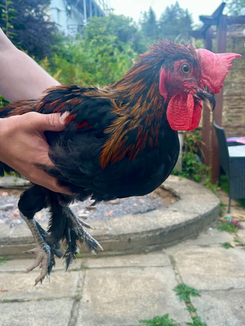 French copper marans rooster