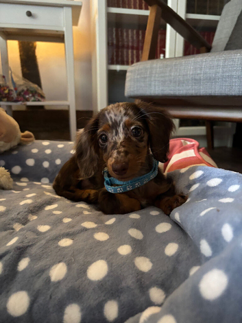 Beautiful Long Haired Miniature Dachshund Puppy