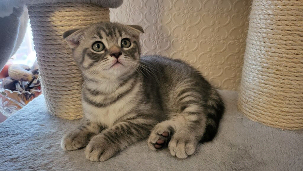 Schottis fold kittens
