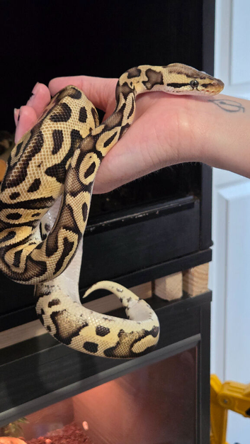 Pastel Leaperd spotnose het clown