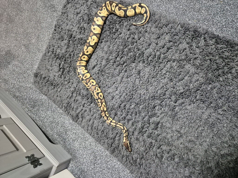 Yellow belly ball python