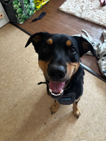 Belgian shepherd x mix dog
