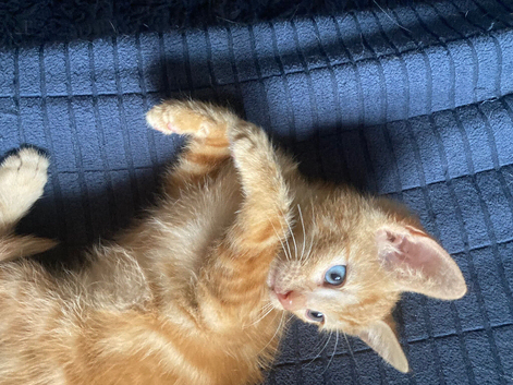 Ginger Kittens