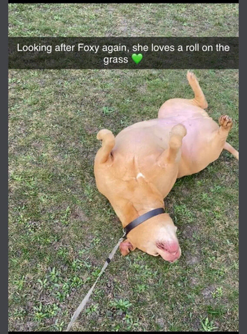 Pet sitting and dog walking