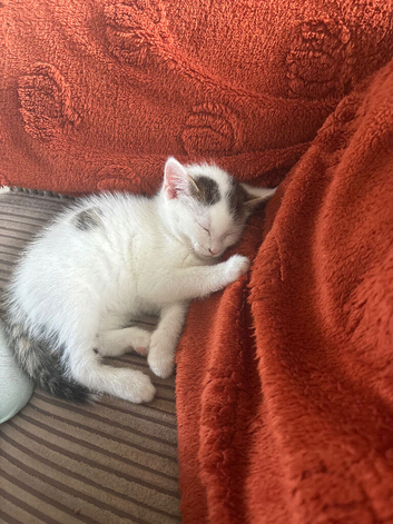 A lovely little white kitten