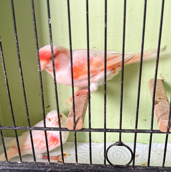 Mosaic canaries