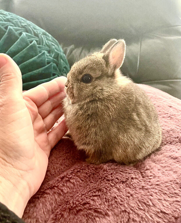 Netherland Dwarf pure breed baby Rabbits